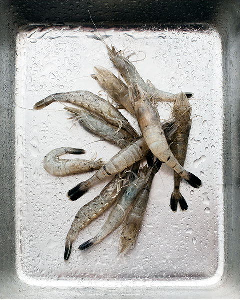 Fish © Richard Haughton