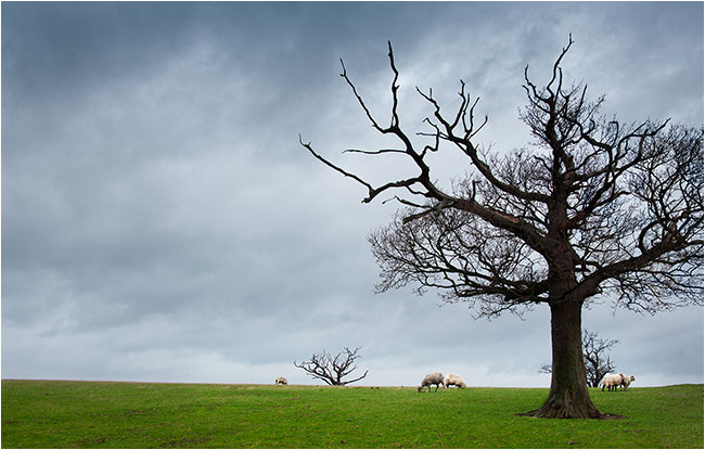 The Sportsman © Richard Haughton