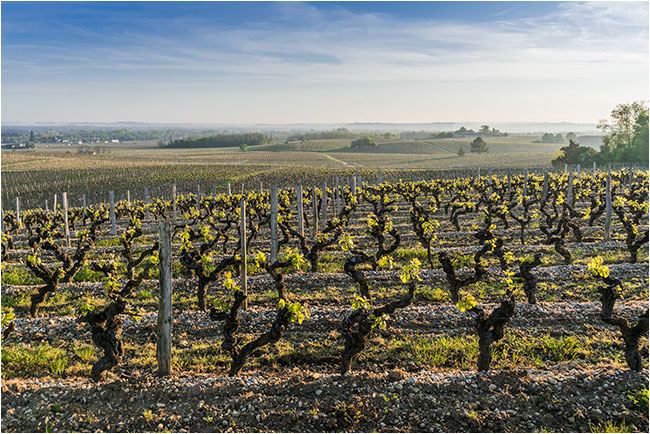 Sauternes Chateau Rayne Vigneau