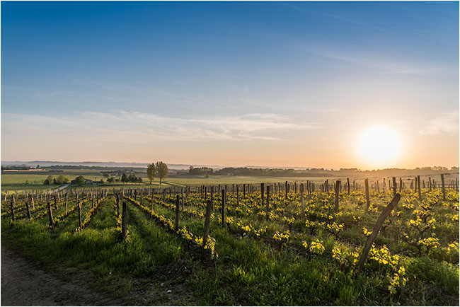 Sauternes Chateau d'Yquem