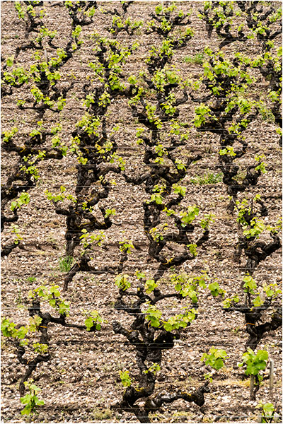 Sauternes Chateau Lafaurie-Peyraguey