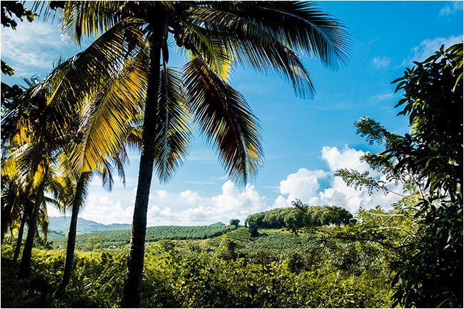 Martinique