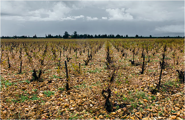 Beaucastel © Richard Haughton