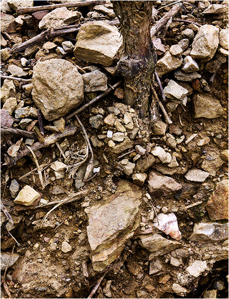 Cote Rotie - La Landonne © Richard Haughton