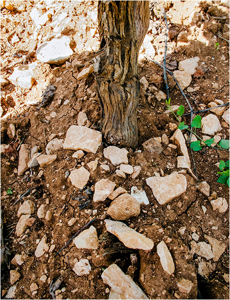 Montrachet © Richard Haughton